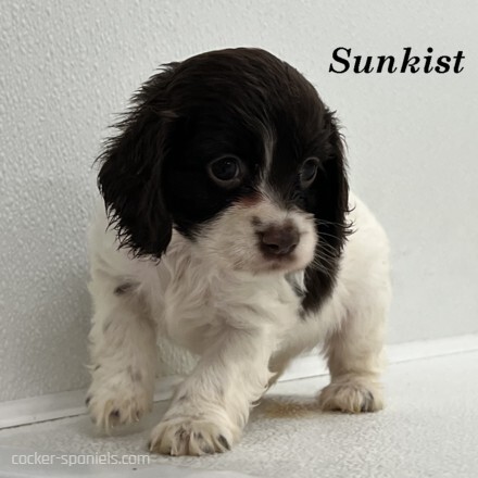 puppy, for, sale, Cocker Spaniel, Joe & Cherri  Overlease, dog, breeder, Miller, MO, dog-breeder, puppy-for-sale, forsale, nearby, find, puppyfind, locator, puppylocator, aca